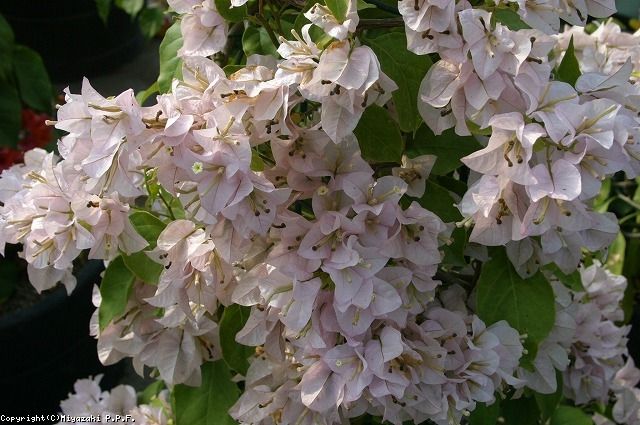 植物データベース 花みどりライブラリ宮崎