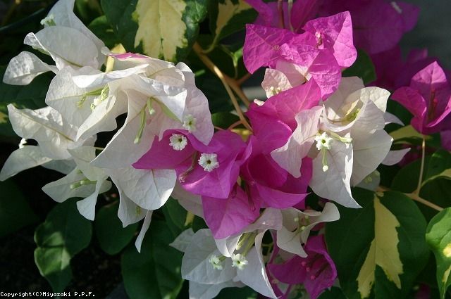 植物データベース 花みどりライブラリ宮崎