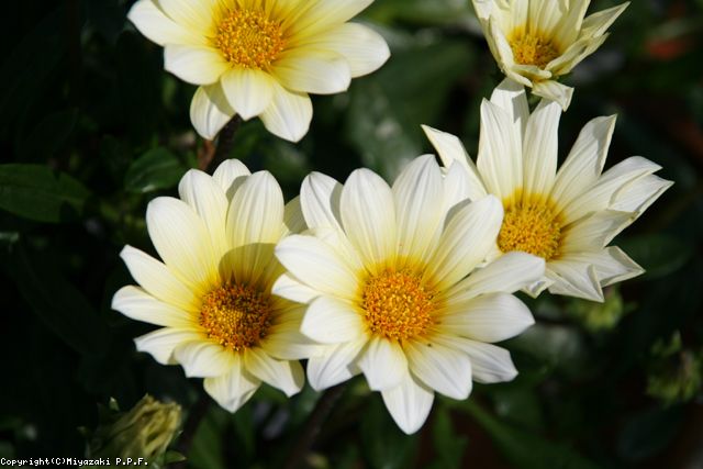 植物データベース 花みどりライブラリ宮崎