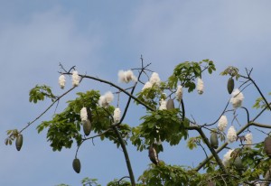 来年の５～６月には実が割れて種をつけた綿が飛びます。
