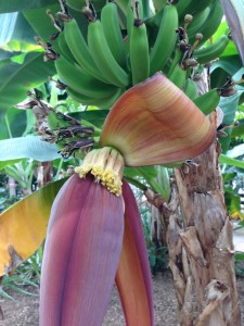 バナナは、花の一つ一つは1本1本のバナナになるんですね。
