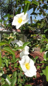 当園で4月に咲いたナニワイバラ