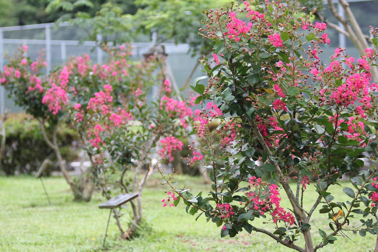 ７月１６日の誕生花 サルスベリ 萩の台公園 Haginodai Park
