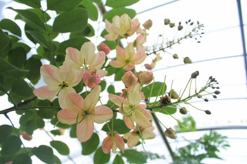 ハワイの名花 レインボーシャワー を展示します 宮交ボタニックガーデン青島 Miyakoh Botanic Garden Aoshima