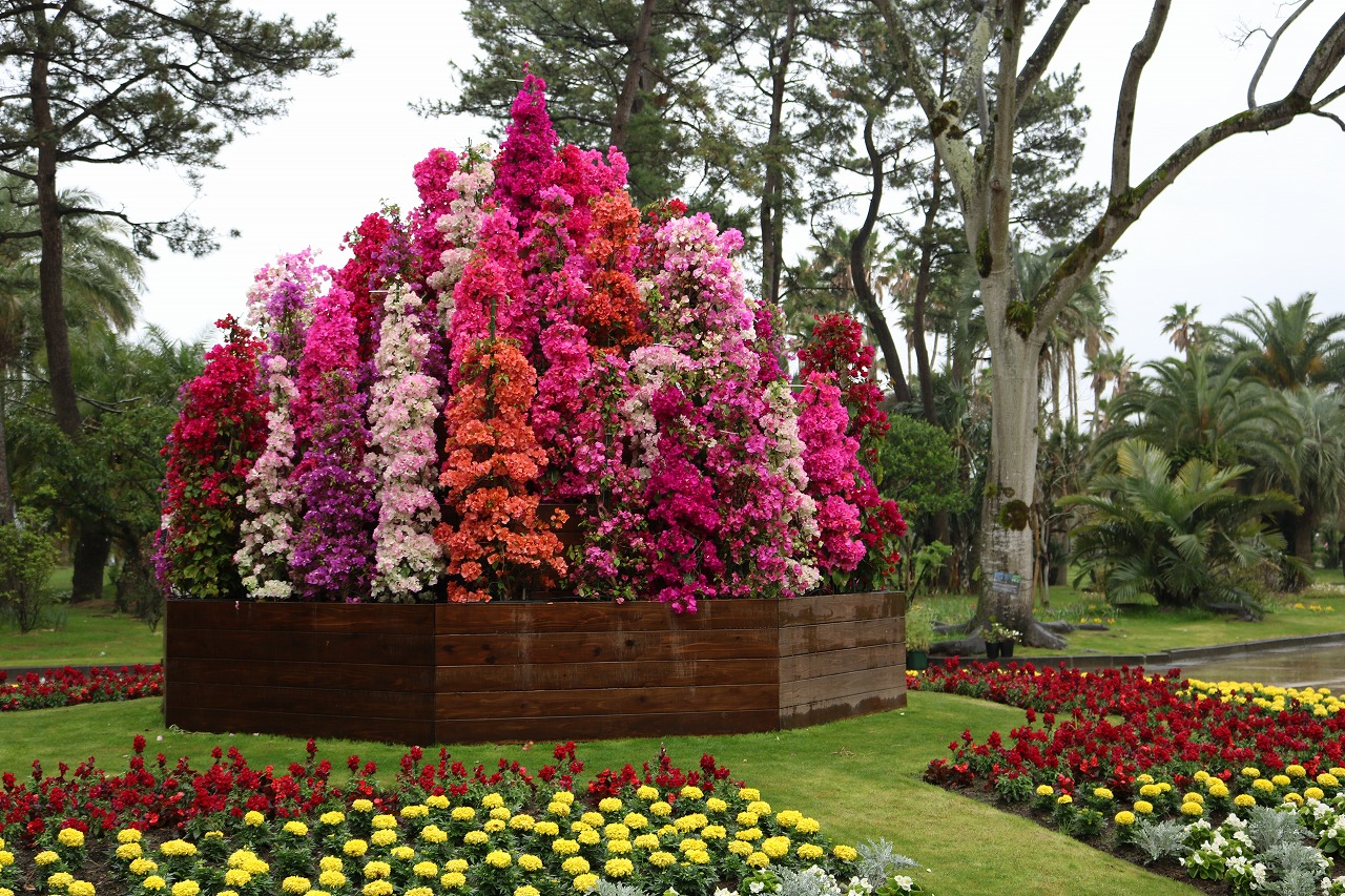 マウンテン ブーゲンビリア一色 宮交ボタニックガーデン青島 Miyakoh Botanic Garden Aoshima