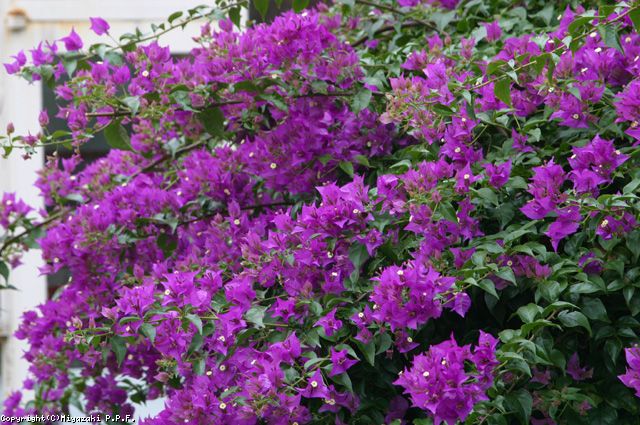 植物データベース 花みどりライブラリ宮崎 植物データベース 花みどりライブラリ宮崎